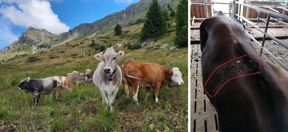 Nella foto a destra i segni dell'attacco di M49-Papillon ai danni di una manza